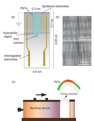 Optical and lateral piezoresponse force microscopy phase images of the peptide nanotubes on interlocking electrode substrates