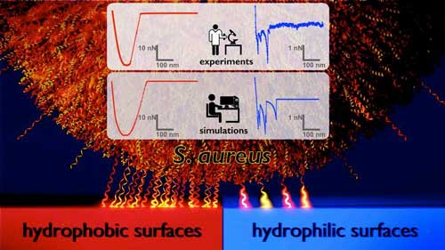 Model of the adhesion mechanism by which the bacterium Staphylococcus aureus binds to hydrophobic surfaces compared with hydrophilic surfaces