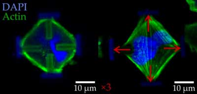 Light-microscopic images of stained embryonic mouse cells in their normal (left) and stretched states (right)