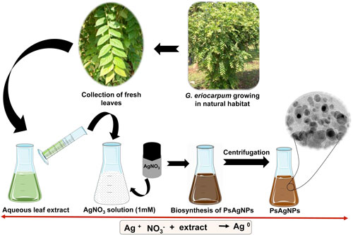 Green synthesis route of PsAgNPs using aqueous leaf extract of G. eriocarpum