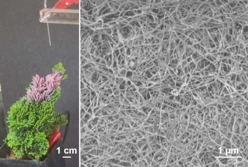 nanowire forest being sprayed on a miniature tree and sem imgae of nanowires