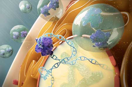 Lipidoid nanoparticles mediate delivery of gene-editing components into mammalian cells
