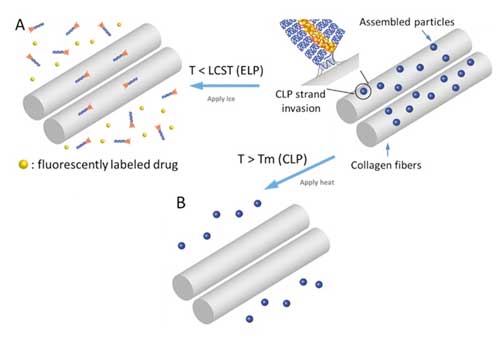 nanoscale drug carrier system