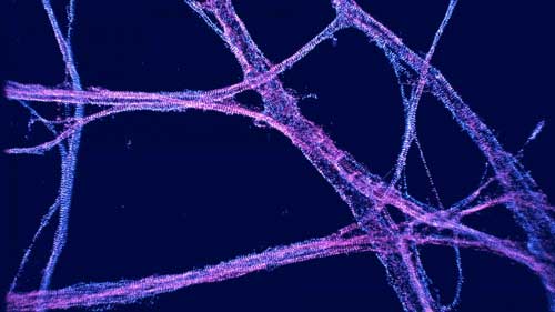 Spectrin scaffold in neurons