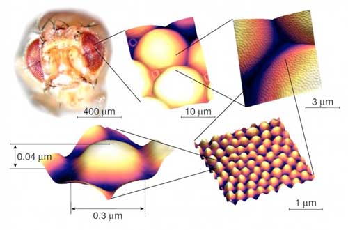 Step-wise increases in magnification are shown, from a macroscale image of a Drosophila head to an atomic force microscopy (AFM) image of a single nipple-type nanostructure coating an ommatidial lens