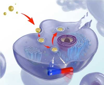 Illustration of the mechano-chemotherapy for killing tumor cells