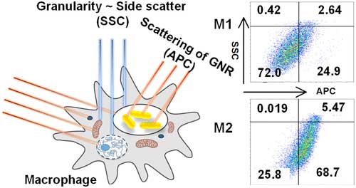The Scattering of Gold Nanorods Combined with Differential Uptake, Paving a New Detection Method for Macrophage Subtypes Using Flow Cytometery