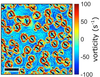 Fluid vortices induced by a swarm of synchronized spinning particles in a liquid-like state