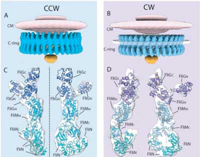 Flagellar motor