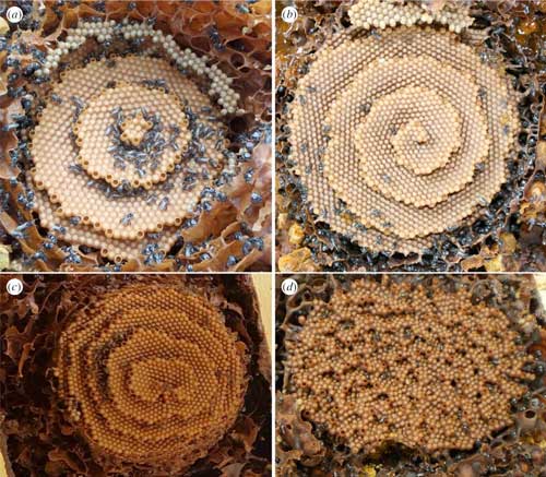 Tetragonula honeycombs showing (a) bull’s-eye patterns, (b) spiral patterns (c) double spirals, and (d) disordered terraces