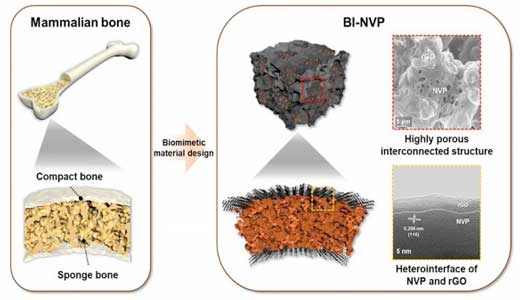 A schematic illustration demonstrating how the structure of a mammal bone is translated into the design of the bone-inspired NVP cathode