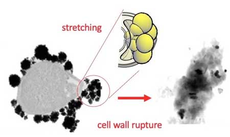 In the presence of nanoparticles, the cell wall of the bacteria ends up breaking seemingly by stretching, like a balloon that is inflated from different points until it exploted