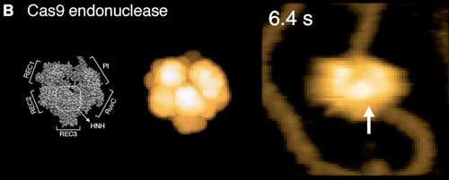 Comparison of simulated AFM graphics to high-speed AFM experiments for the Cas9 endonuclease protein