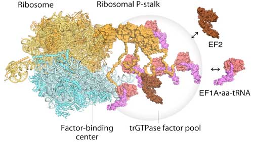 Model of translating ribosomes and elongation factors