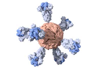 A schematic visualization of the ferritin nanoparticle with shortened coronavirus spike proteins
