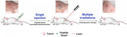 A schematic diagram of the application of cancer-targeted supermolecular peptide phototherapy drugs to animal experiments