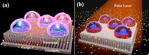 Pictorial representation of (a) cells cultured on top of titanium oxide nanotubes and (b) massively parallel photoporation using the interaction between an array of nanotubes and a pulse laser