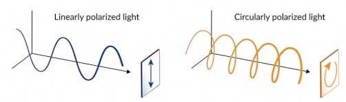 linearly and circularly polarized light