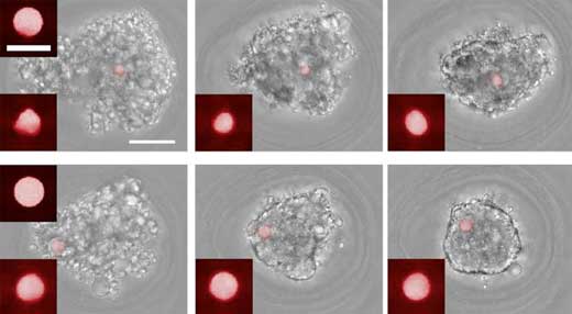 Tiny fluorescent spheres (small red dots and insets) can be used to measure forces at the cellular level