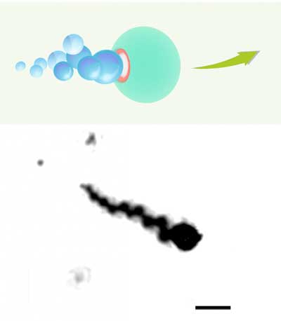 Hydrogen-propelled micromotors (illustration, top, and microscope image, bottom)