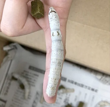 silkworm on finger