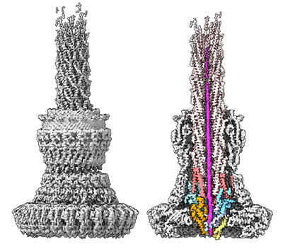 Structure of the type III secretion system of Salmonella, imaged with the cryo-electron microscope