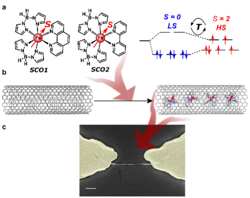 Iron-based spin-crossover molecules encapsulated in a single carbon nanotube