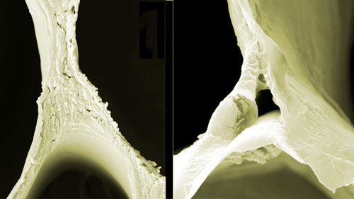 Scanning electron microscopy (SEM) images of balsa wood (left) and delignified wood illustrate the structural changes