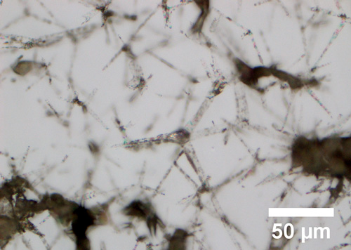a hydrogel  streaked with microchannels of graphene