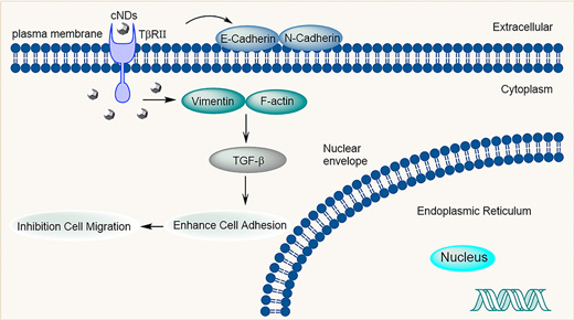 Scheme of Inhibition of Tumor Cell Migration by carboxylated nanodiamonds