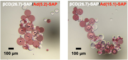 Optical micrographs of aggregates formed from ?-cyclodextrin microparticles (?CD(x)-SAP, colorless particles) and adamantane microparticles (Ad(y)-SAP, red particles)