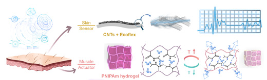 a bilayer carbon nanotubes elastomer/hydrogel composite