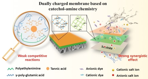 Diagram of the dually charged membrane fabricated via catechol-amine chemistry surface engineering