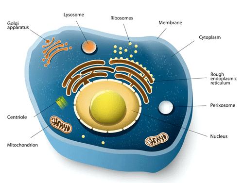 A 3D diagram mapping out the anatomy of a cell
