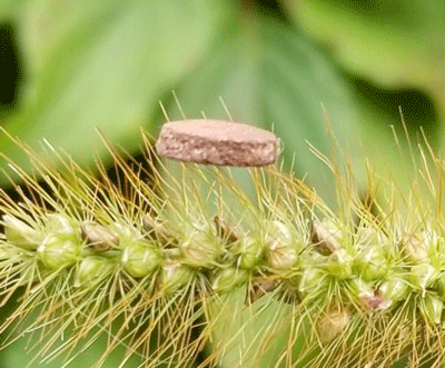 copper-based foam filter sits on the bristles of a plant
