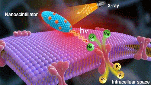 Artist’s rendering shows X-rays striking radioluminescent nanoparticles in the brain, which emit red light that triggers a sodium (Na+) and potassium (K+) ion influx and thereby activates brain neurons