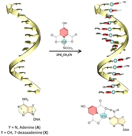 Single-Stranded DNA as Supramolecular Template for One-Dimensional Palladium(II) Arrays