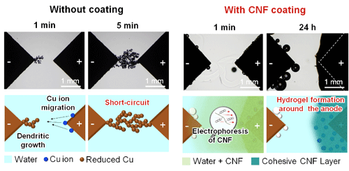 Water-induced short circuits are caused by dendritic growth from the cathode