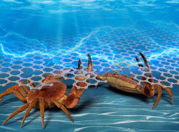 Crab shell-derived nanocarbon materials