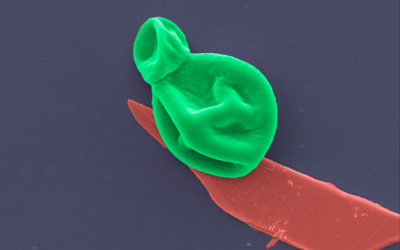 A fungal cell (green) interacting with a nanothin layer of black phosphorous (red). Image magnified 25,000 times