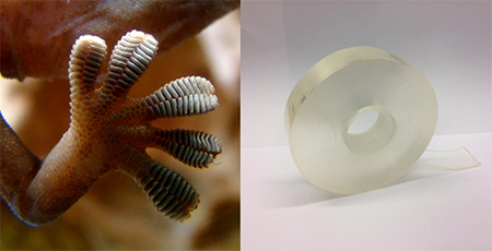 A gecko foot and a roll of gecko tape