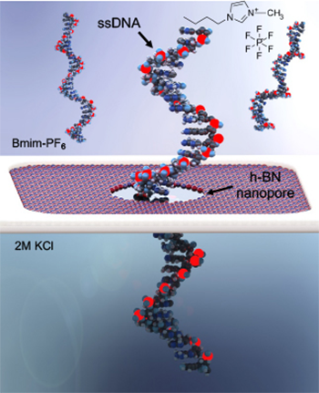 In this illustration, a single-stranded DNA molecule moves through a nanopore