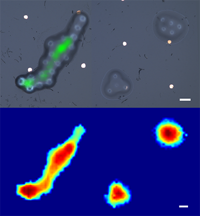 microscope images of model biological cells