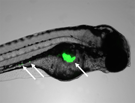 Image showing fluorescent graphene inside a zebrafish embryo