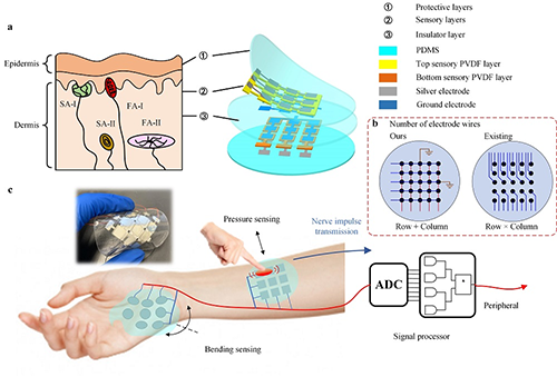 illustration of the human skin structure (left) and a skin-inspired tactile sensor array