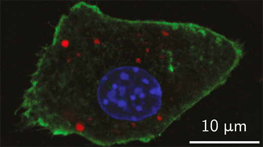 nanoparticle contrast agents inside a mouse cell