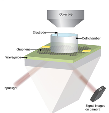 Graphene ‘camera’ captures real-time electrical activity of beating heart