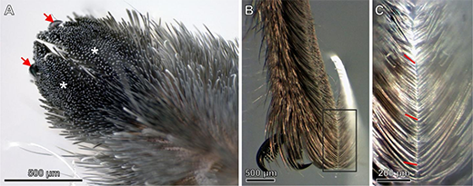 Downward-facing surface of the tuft of hairs around the claws on the pretarsus of a spider leg, which consists of thousands of densely packed hairs