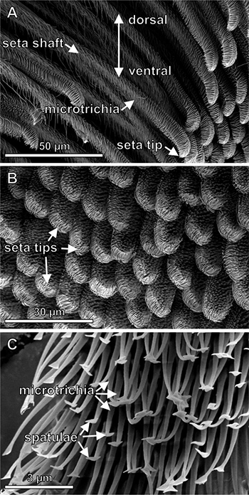 SEM images of the microstructure of the setae of a spider leg