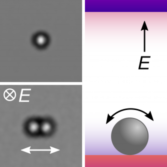 A dielectric microsphere immersed in a weakly conductive fluid above a plane electrode oscillates back and forth in a DC electric field